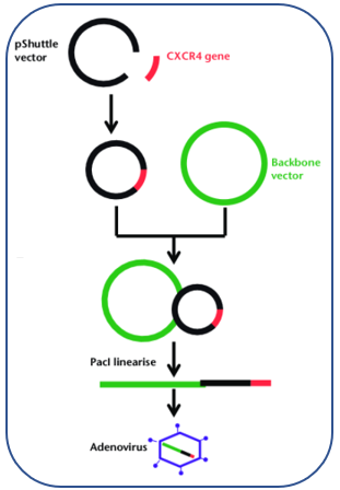 Recombinant process of the AdEasy system